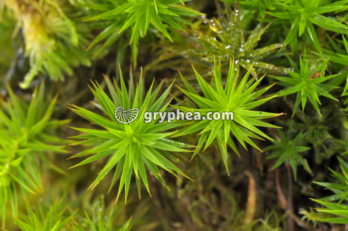 Polytrics - gryphea.org